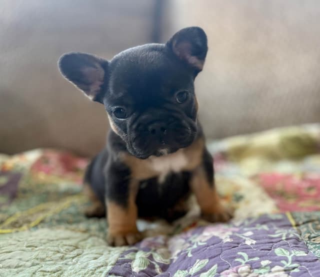 French Bulldog Puppies media 10