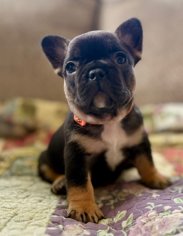 French Bulldog Puppies media 8