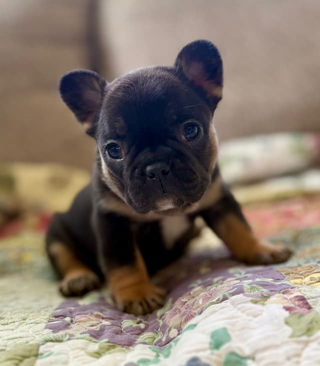 French Bulldog Puppies media 9
