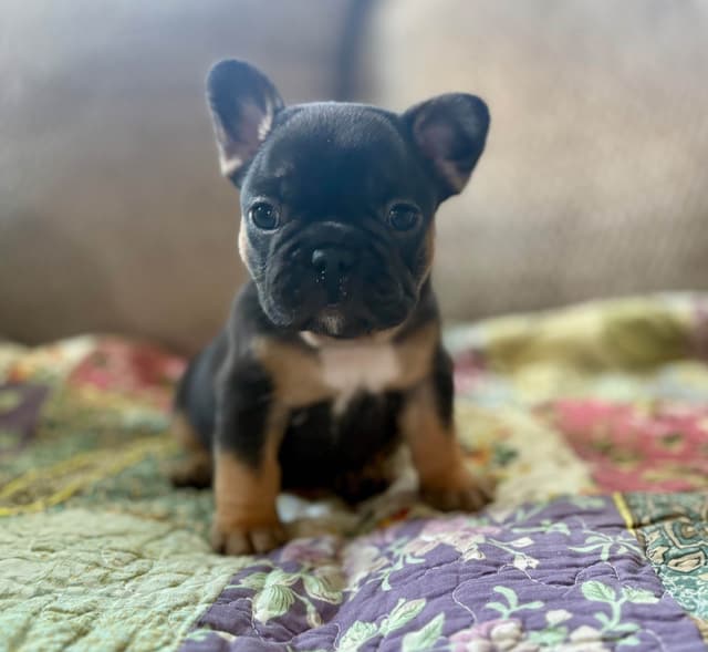 French Bulldog Puppies media 13