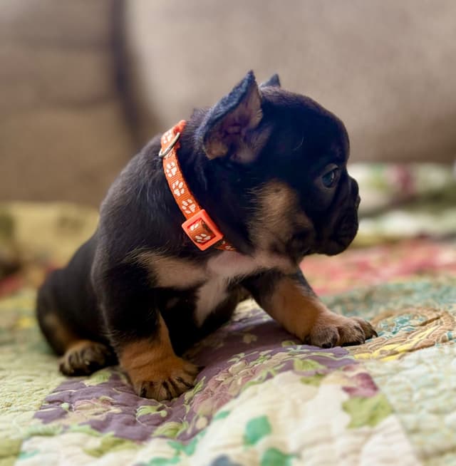 French Bulldog Puppies media 12