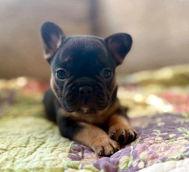 French Bulldog Puppies media 11