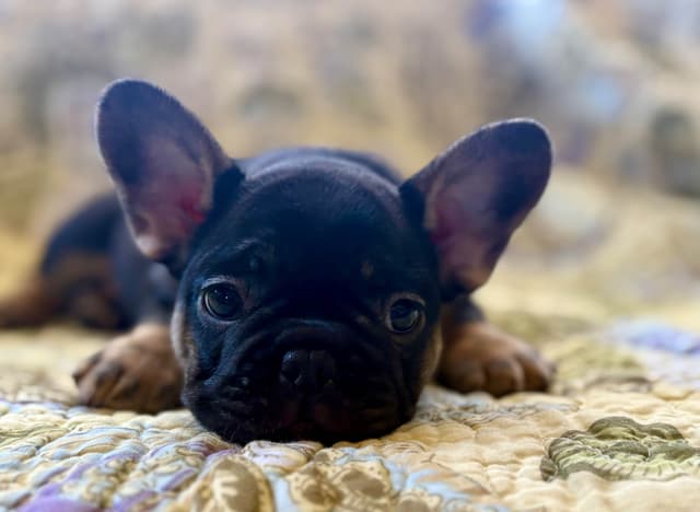 French Bulldog Puppies media 14