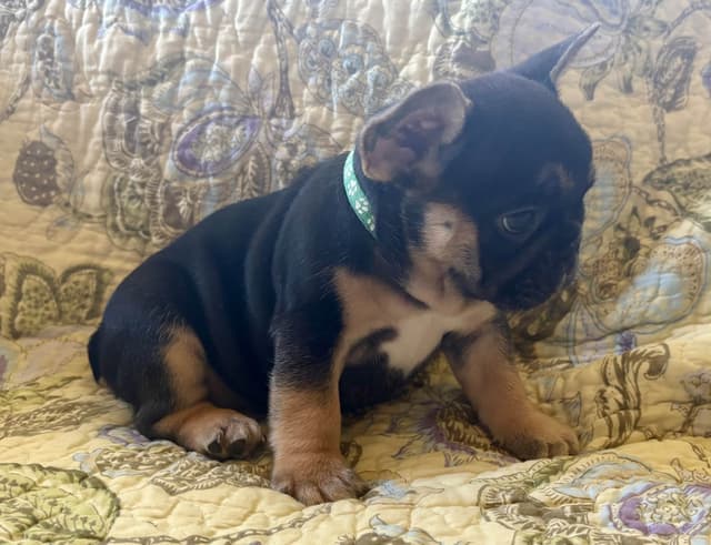 French Bulldog Puppies media 16