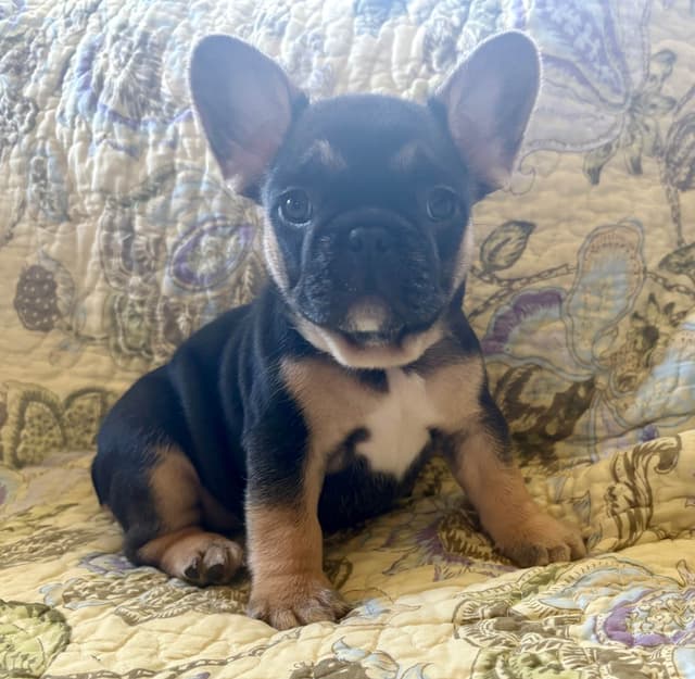 French Bulldog Puppies media 17