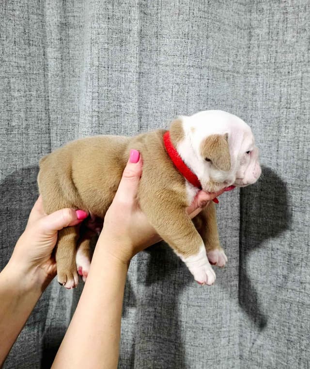 Bulldog Puppies media 4