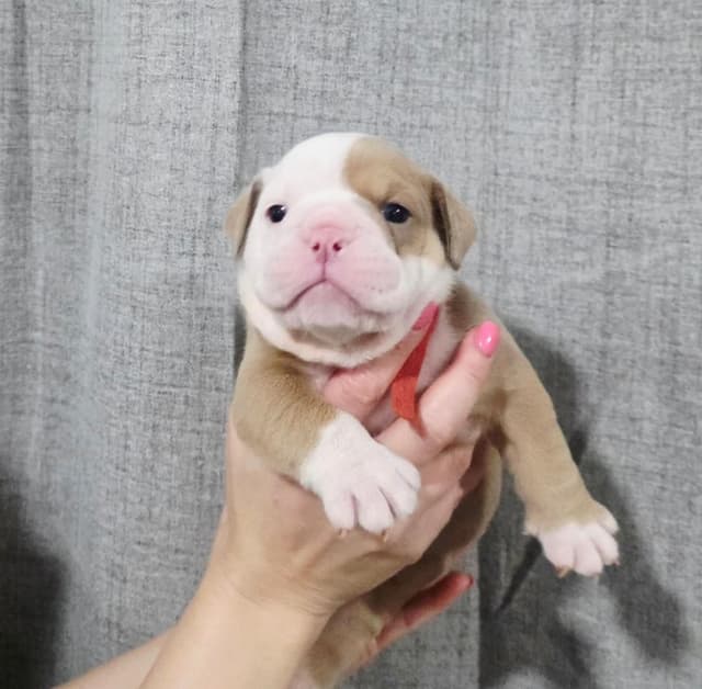 Bulldog Puppies media 5