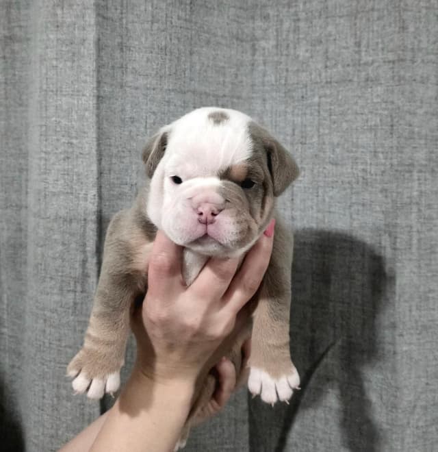 Bulldog Puppies media 2