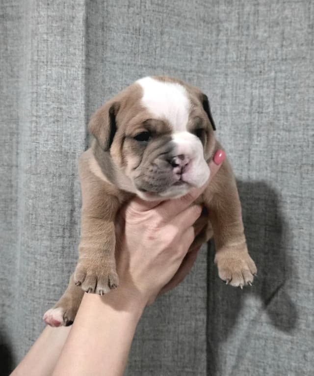 Bulldog Puppies media 6