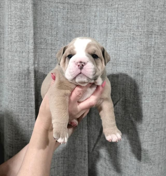 Bulldog Puppies media 9