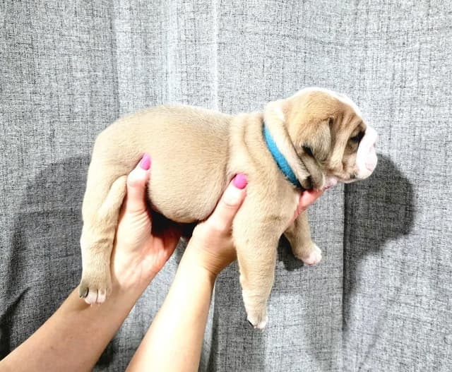 Bulldog Puppies media 10
