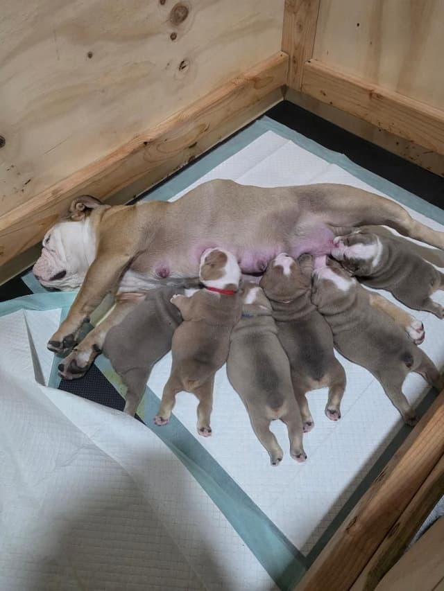 Bulldog Puppies media 12