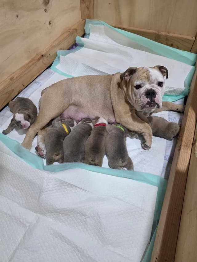 Bulldog Puppies media 11