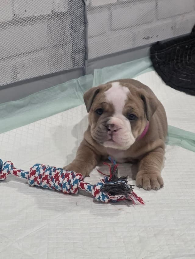 Bulldog Puppies media 15