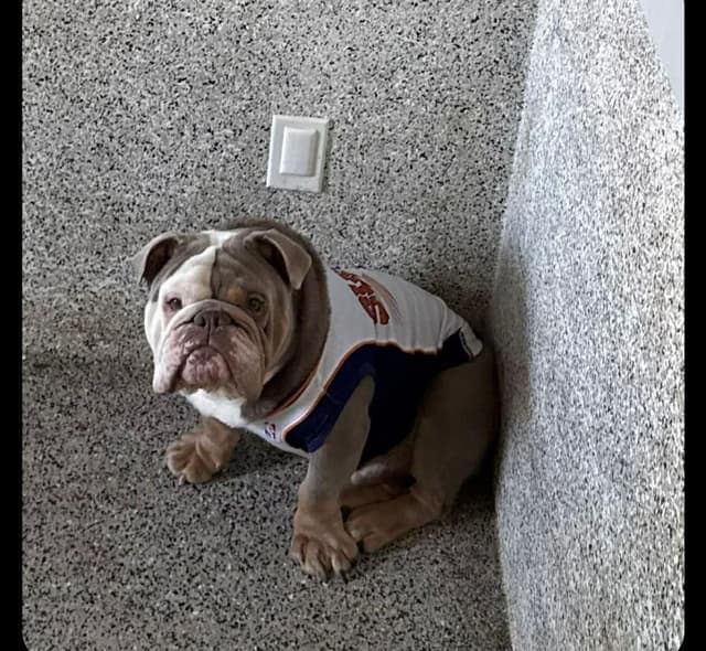 Bulldog Puppies media 13