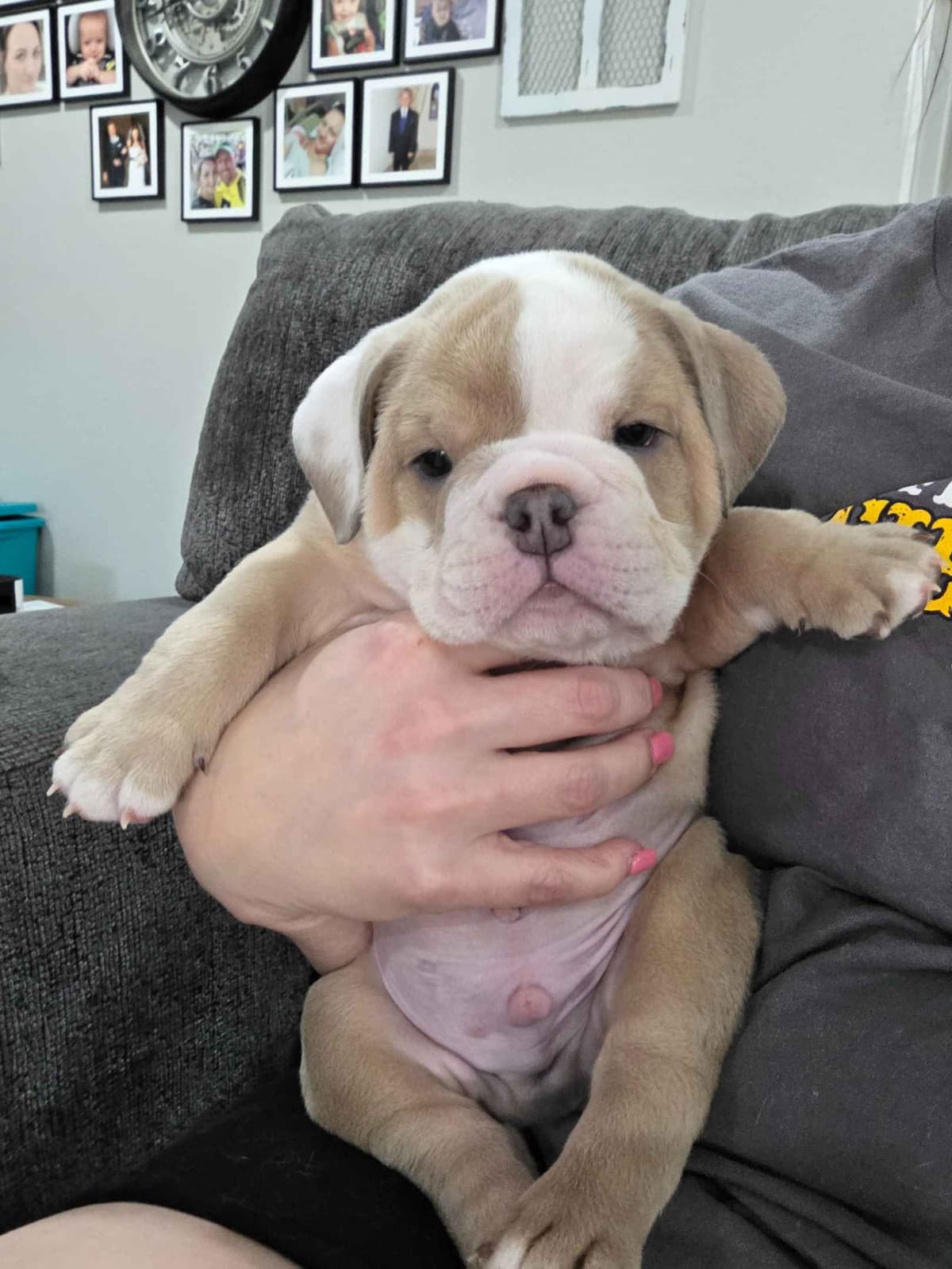 Bulldog Puppies breeder image 1