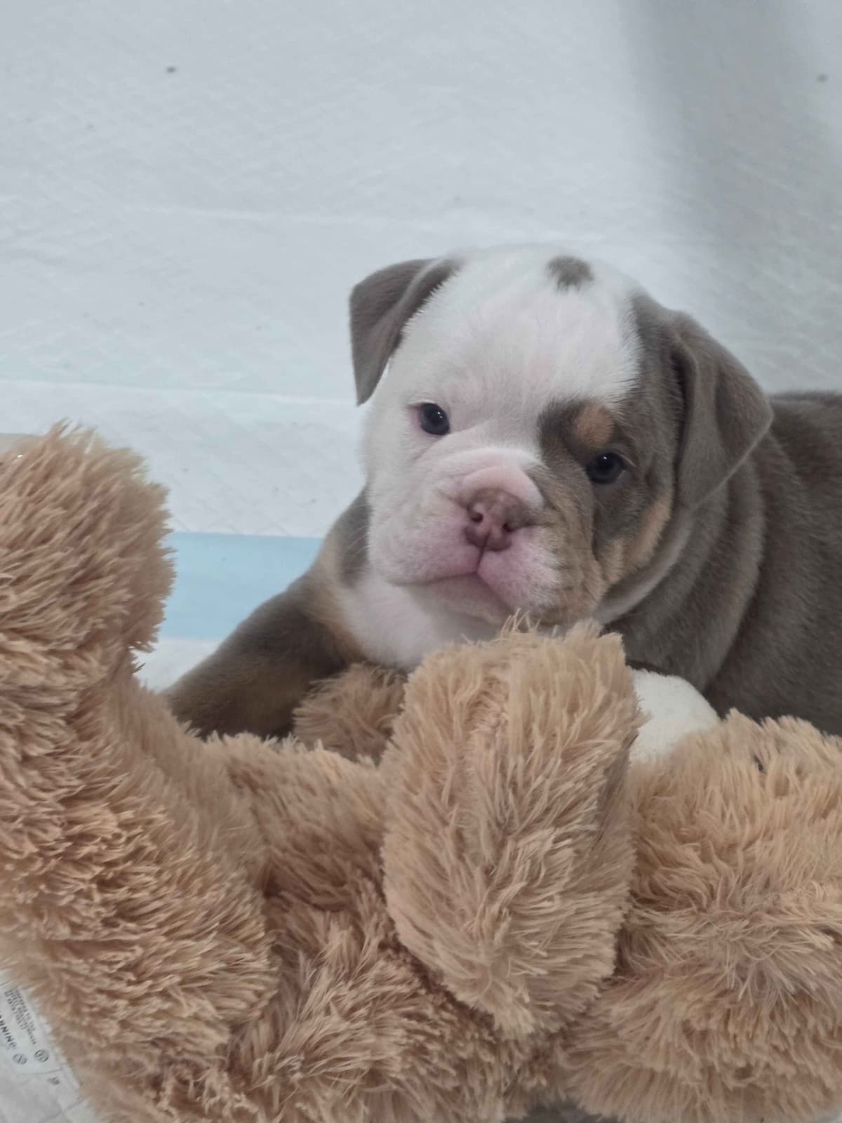 Bulldog Puppies breeder image 3