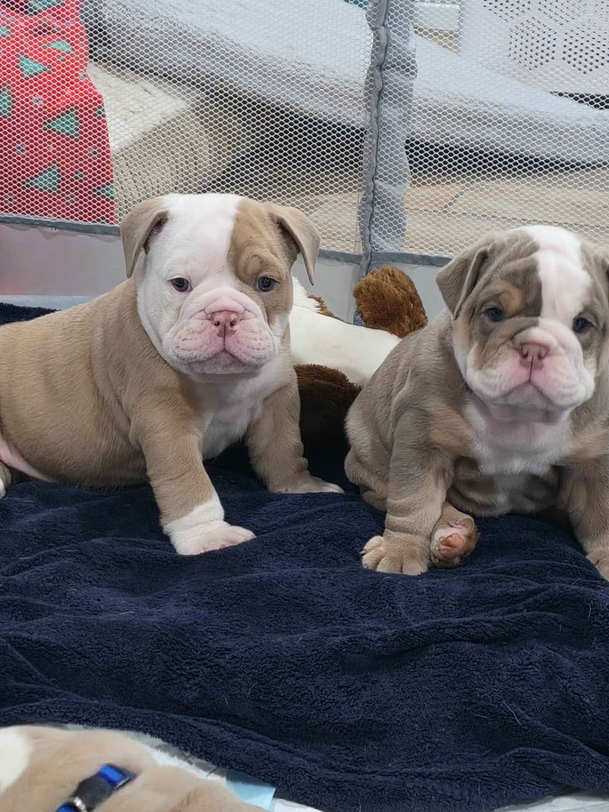 Bulldog Puppies breeder image 4