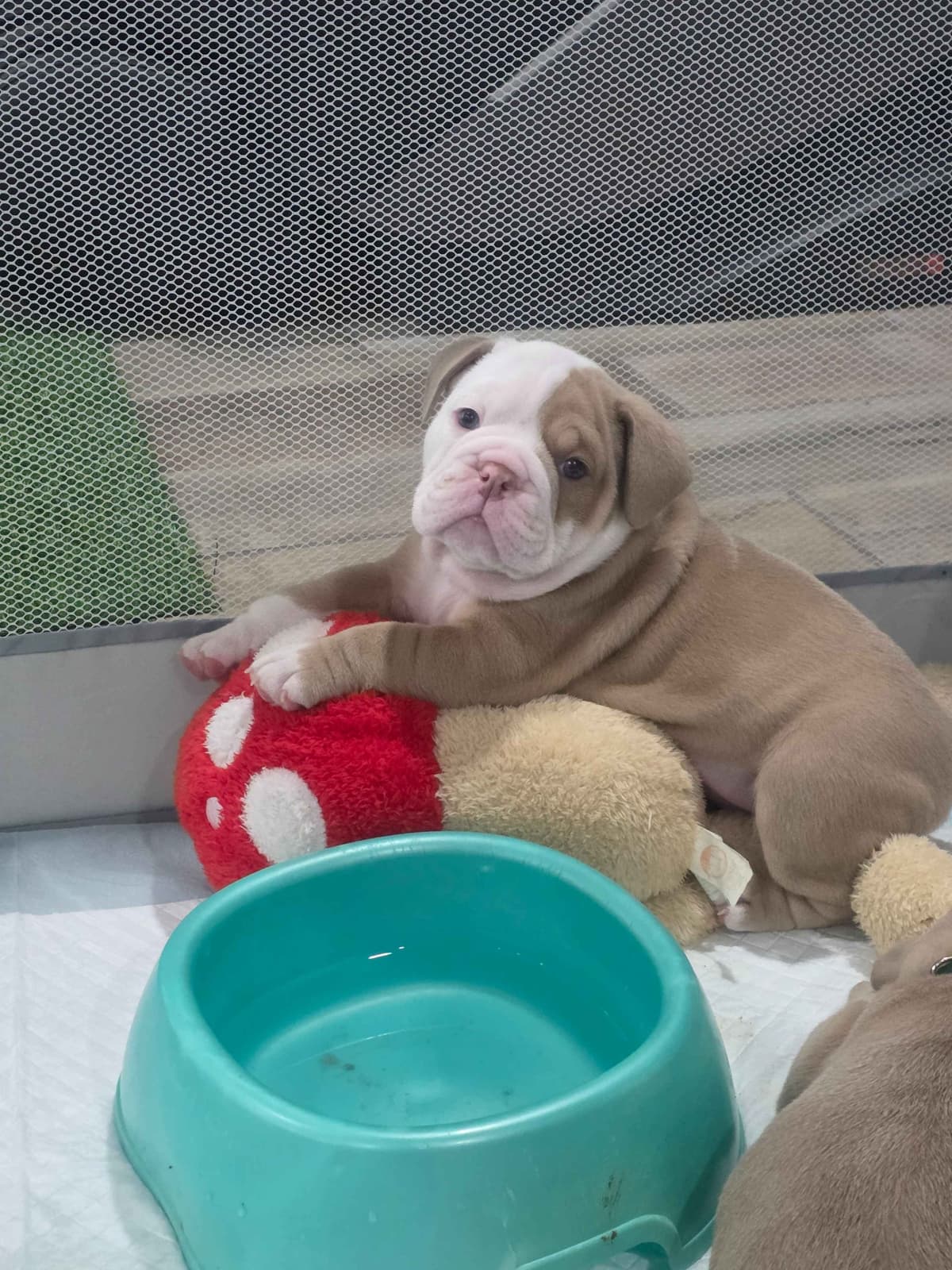 Bulldog Puppies breeder image 5