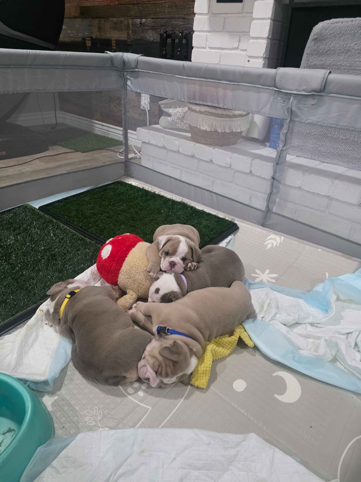 Bulldog Puppies breeder image 6