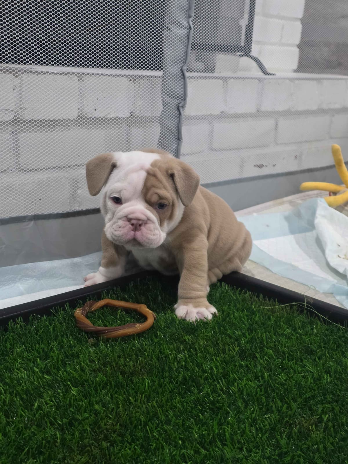 Bulldog Puppies breeder image 7