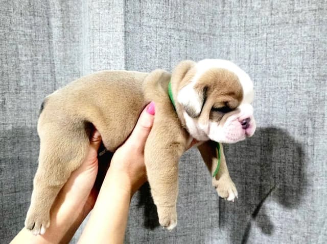 Bulldog Puppies media 14