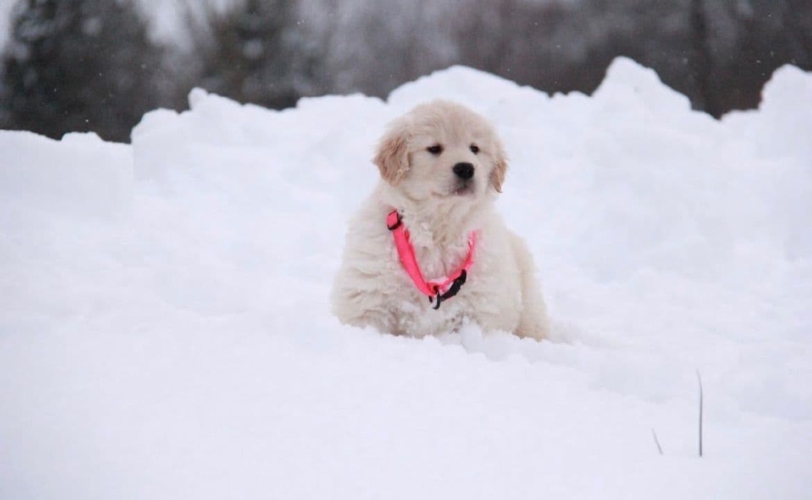 Golden Retriever Puppies breeder image 1