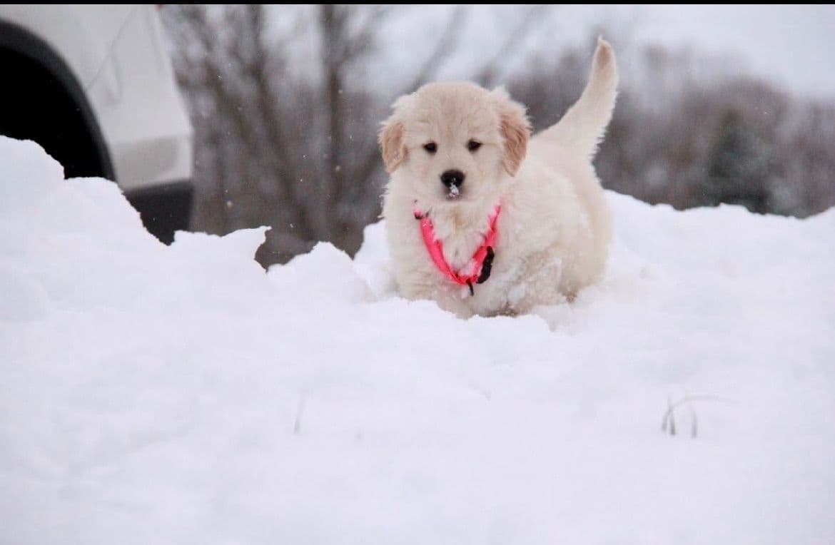 Golden Retriever Puppies breeder image 2