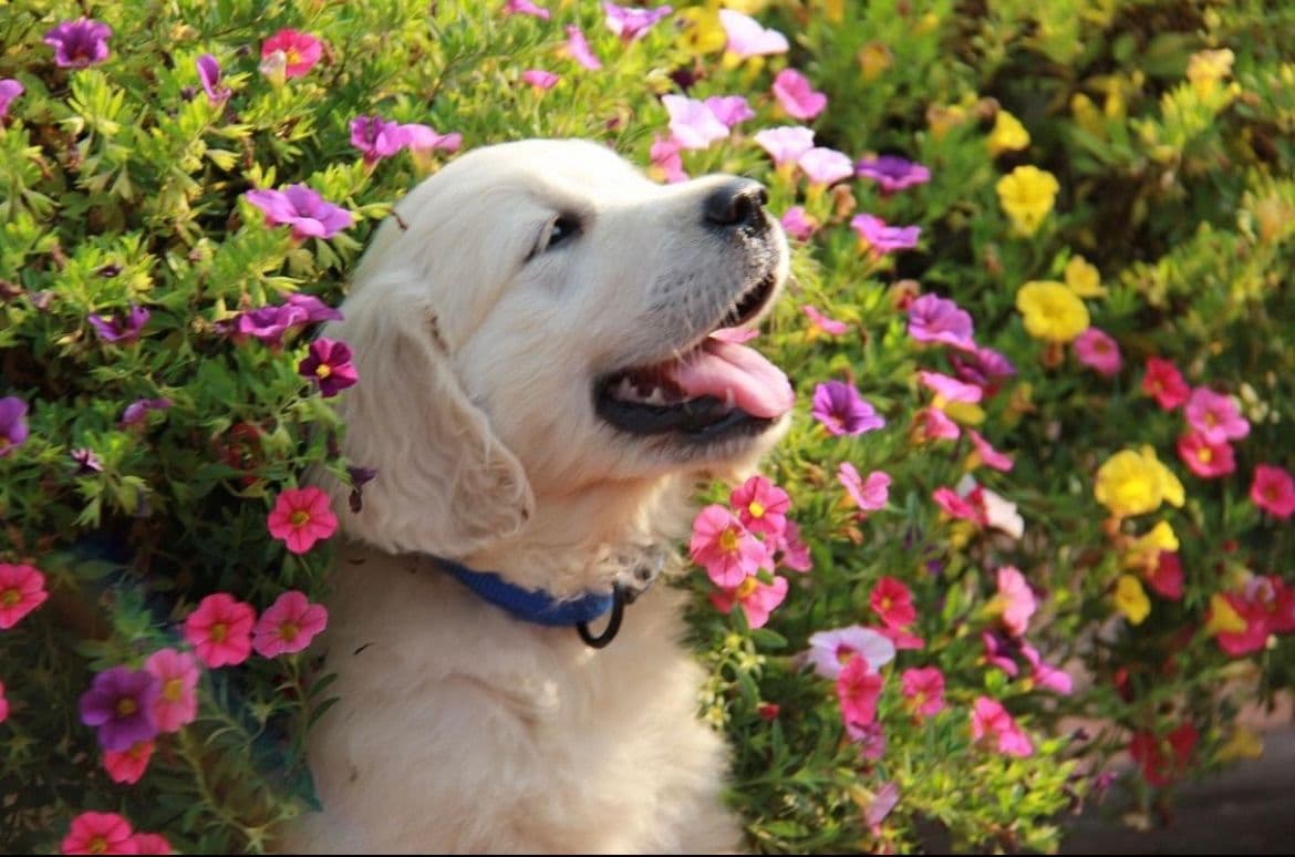 Golden Retriever Puppies breeder image 3