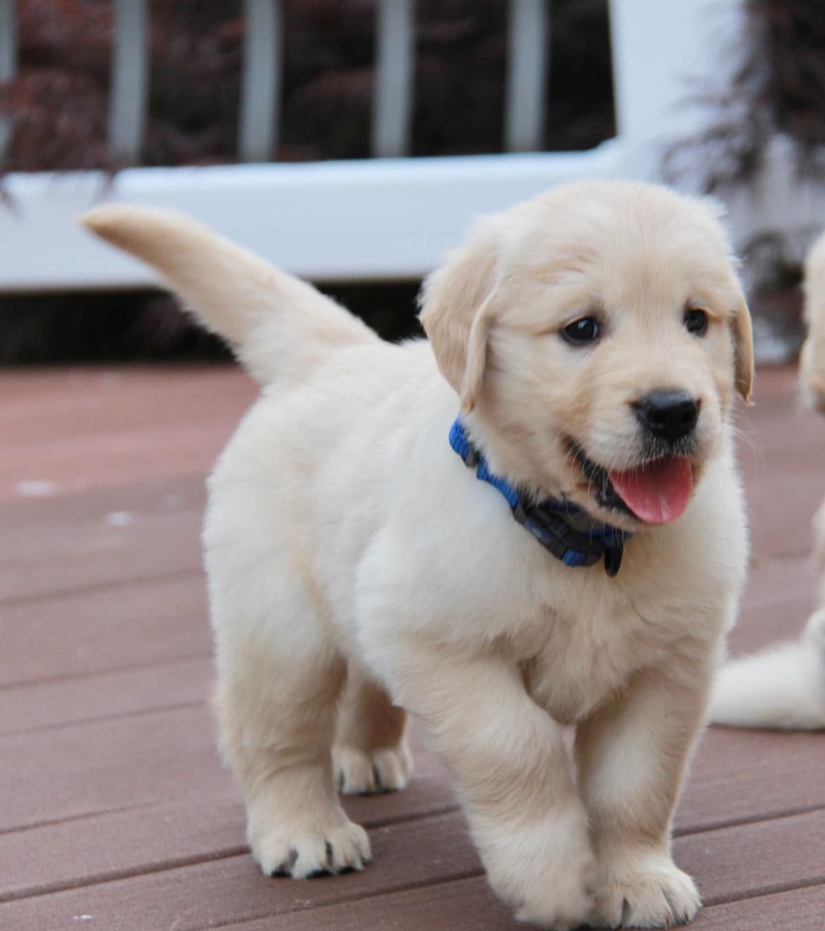 Golden Retriever Puppies breeder image 4