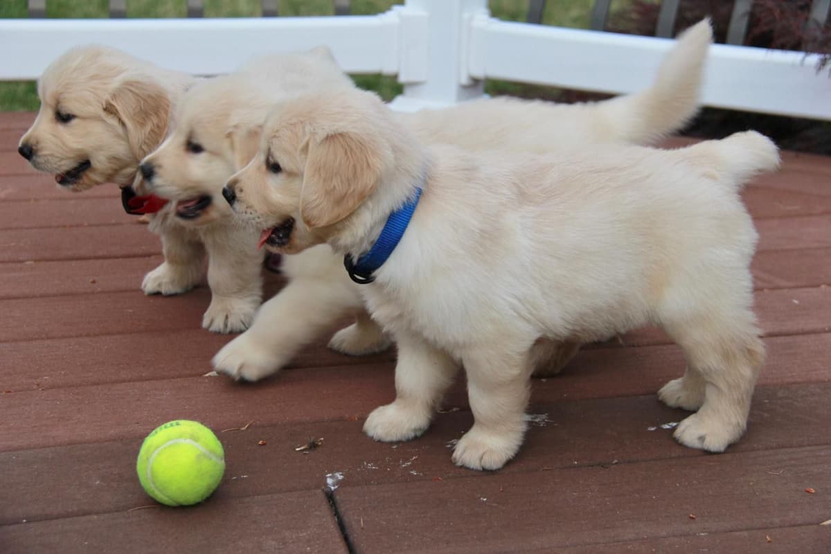 Golden Retriever Puppies breeder image 5