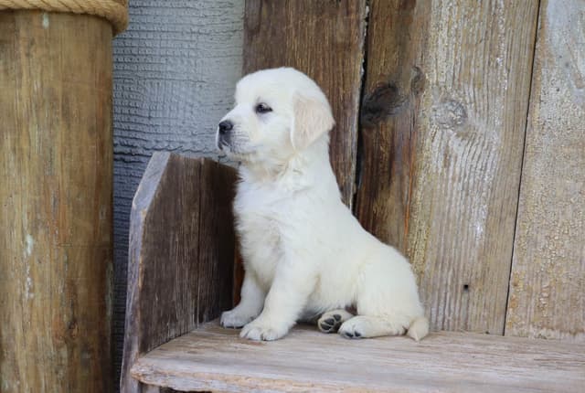 Golden Retriever Puppies media 9