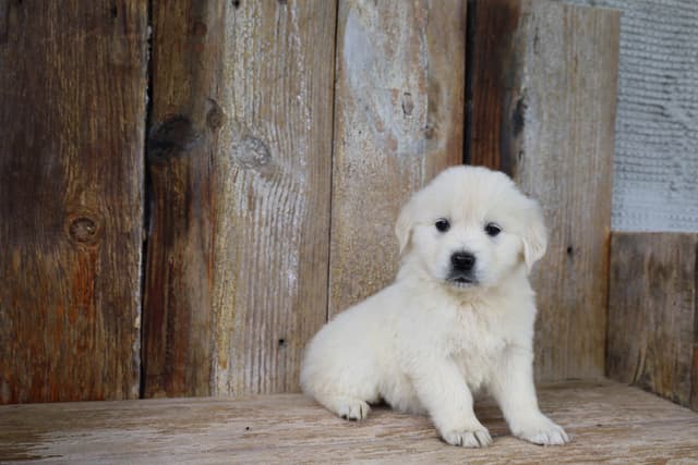 Golden Retriever Puppies media 7