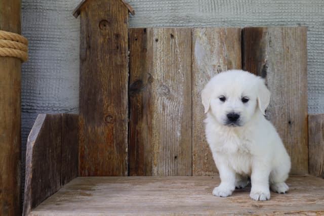 Golden Retriever Puppies media 12
