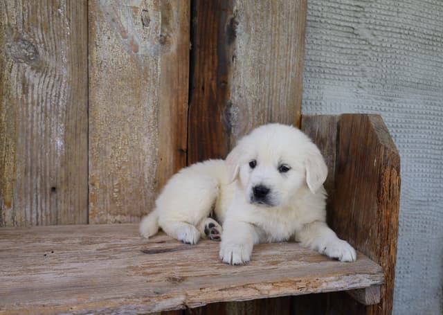 Golden Retriever Puppies media 8