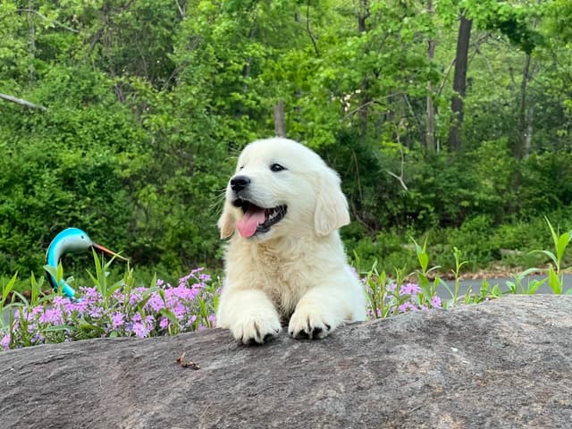 Golden Retriever Puppies media 2