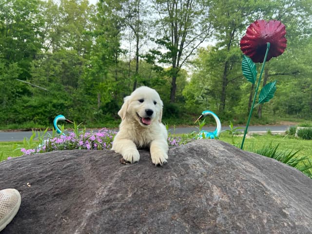 Golden Retriever Puppies media 3