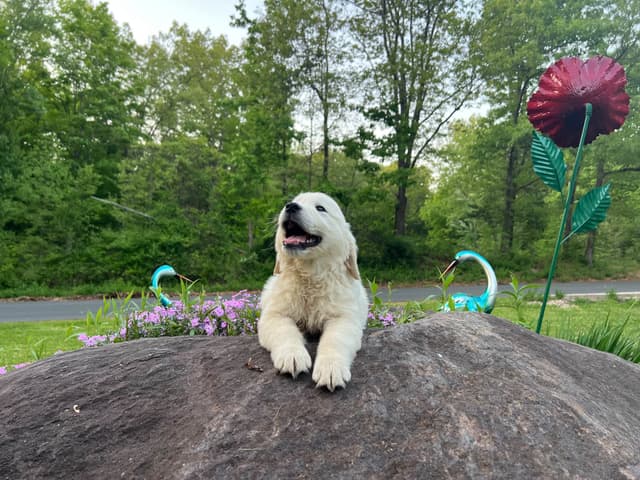 Golden Retriever Puppies media 11