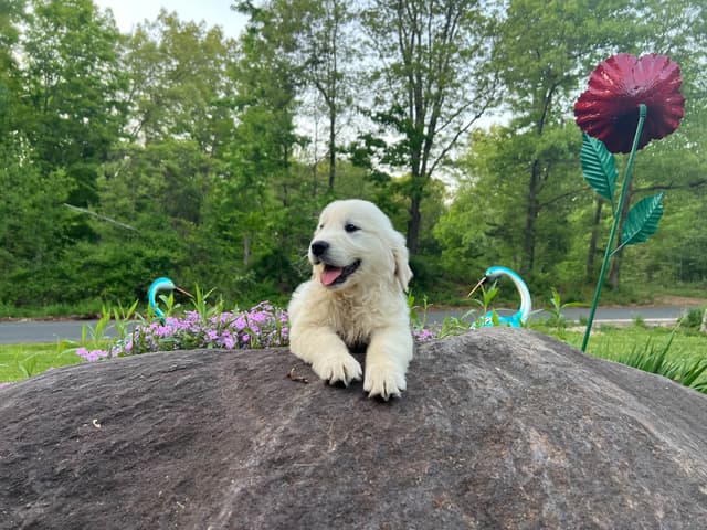 Golden Retriever Puppies media 13