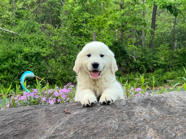 Golden Retriever Puppies media 6