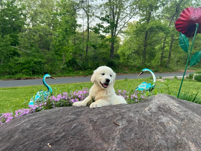 Golden Retriever Puppies media 4