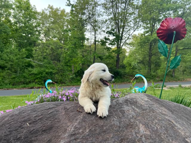 Golden Retriever Puppies media 14