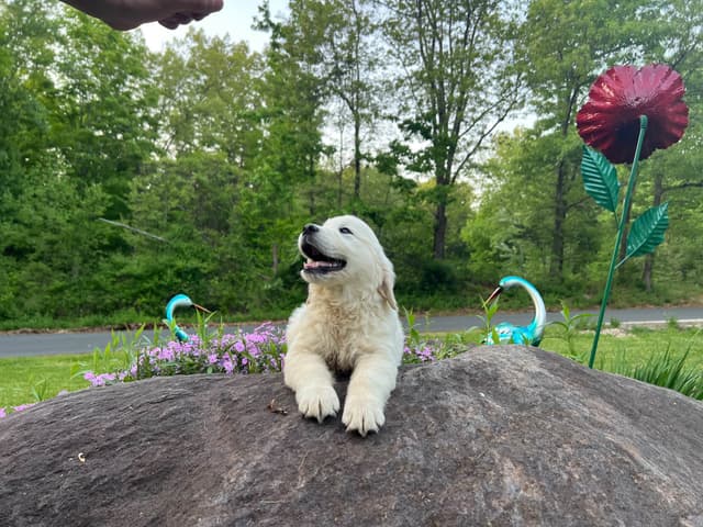 Golden Retriever Puppies media 5