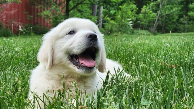 Golden Retriever Puppies media 15