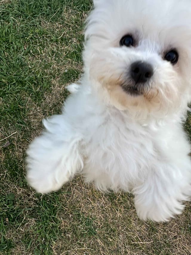 Bichon Frise Puppies media 2