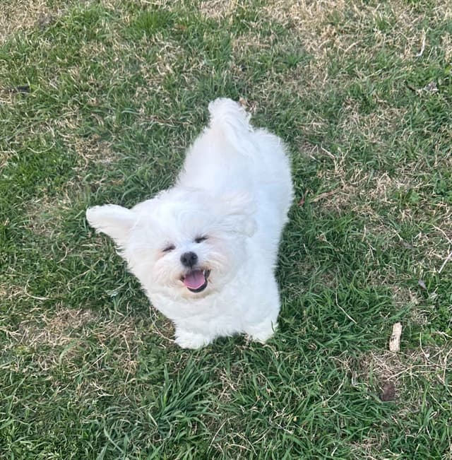 Bichon Frise Puppies media 3