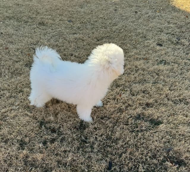 Bichon Frise Puppies media 4