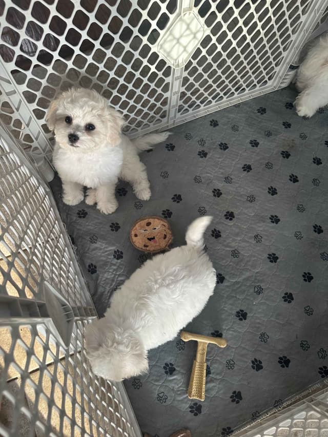 Bichon Frise Puppies media 5