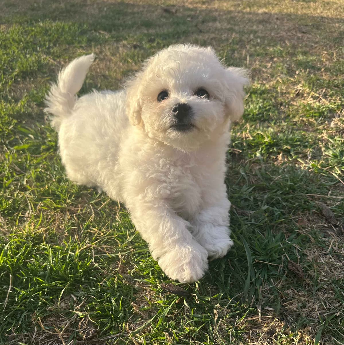 Bichon Frise Puppies breeder image 1