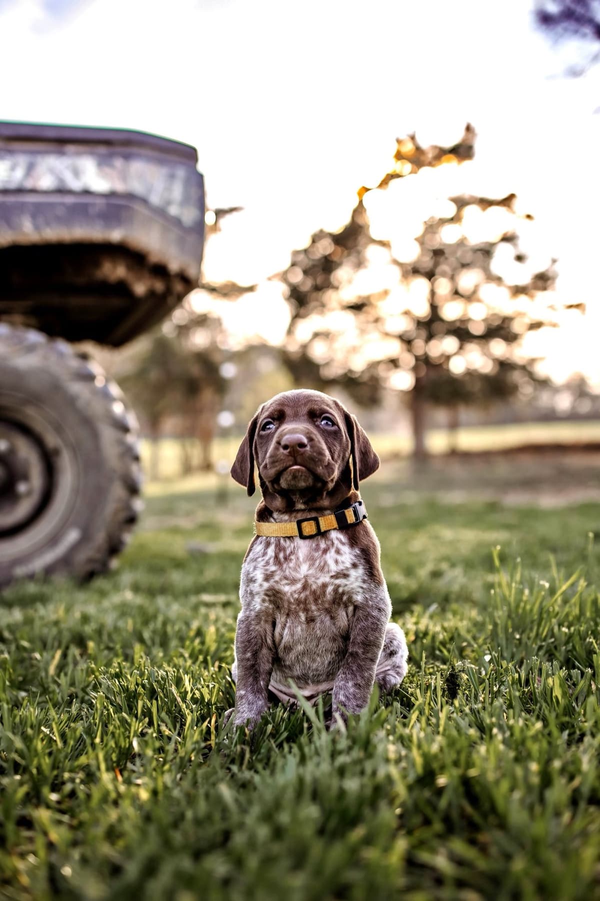 German Shorthaired Pointer Puppies - Farm Raised, Well Socialized breeder image 2